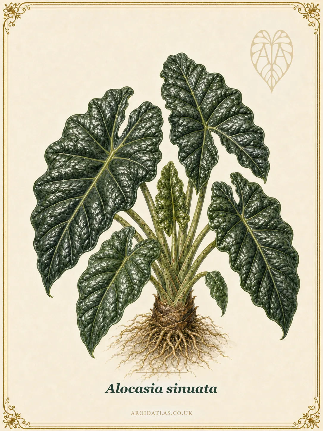 Alocasia sinuata