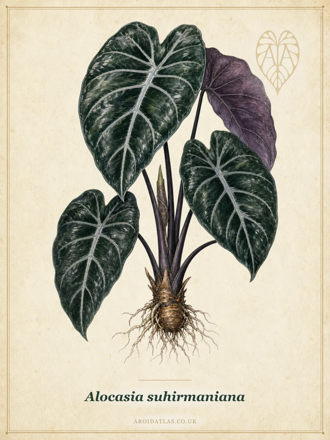 Alocasia suhirmaniana (Suhirman's Alocasia) botanical specimen illustration