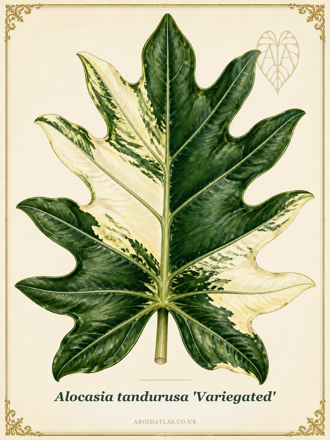 Alocasia tandurusa 'Variegated' (Variegated Jacklyn Alocasia) botanical illustration