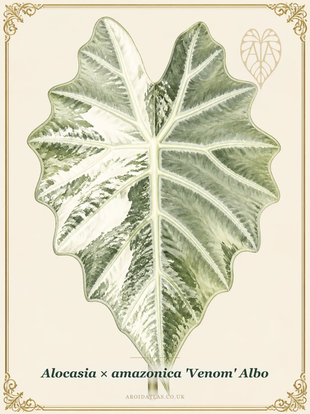 Botanical leaf study of Alocasia × amazonica 'Venom' Albo