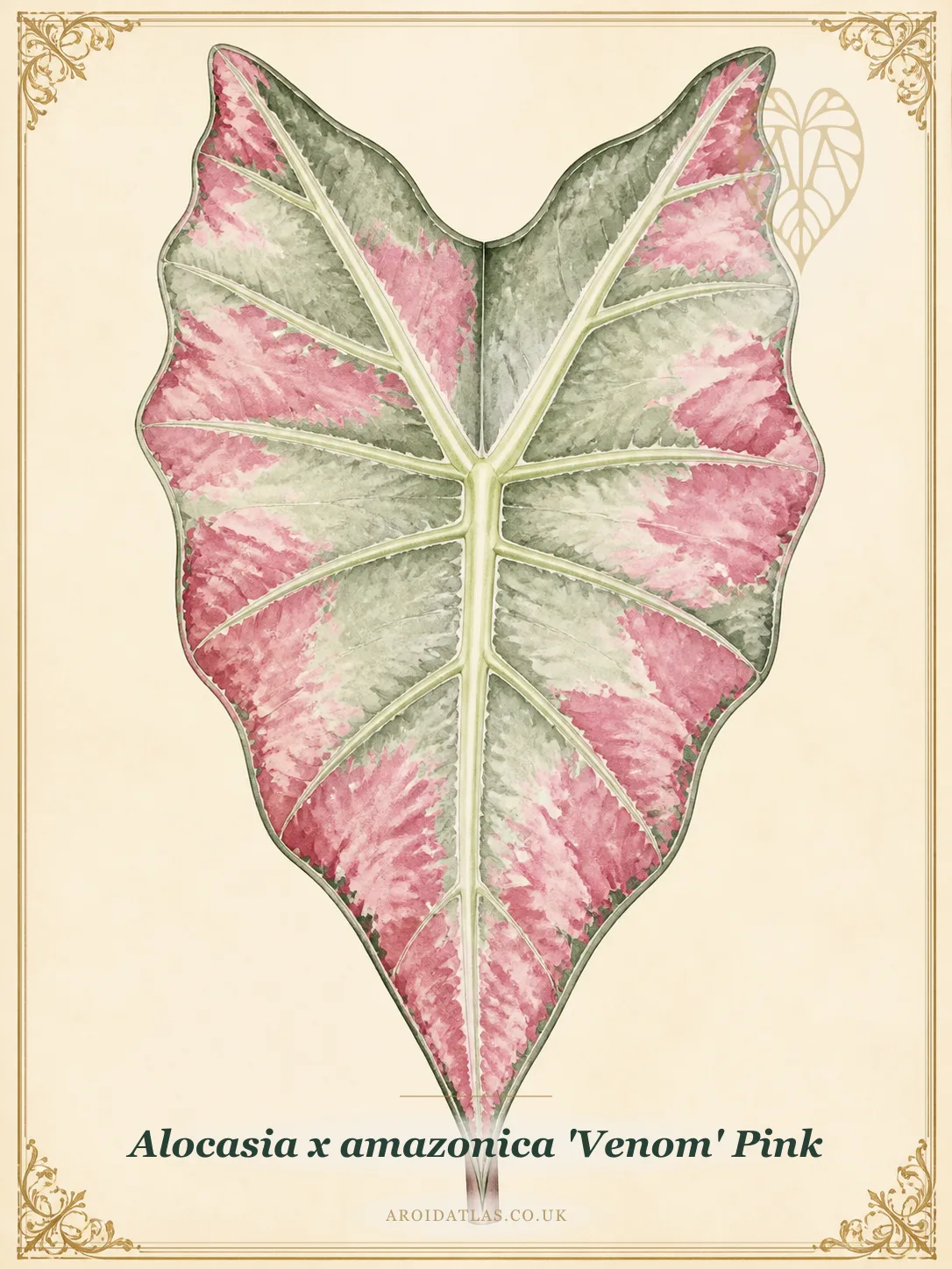 Alocasia × amazonica 'Venom' Pink (Pink Venom Alocasia) botanical specimen illustration