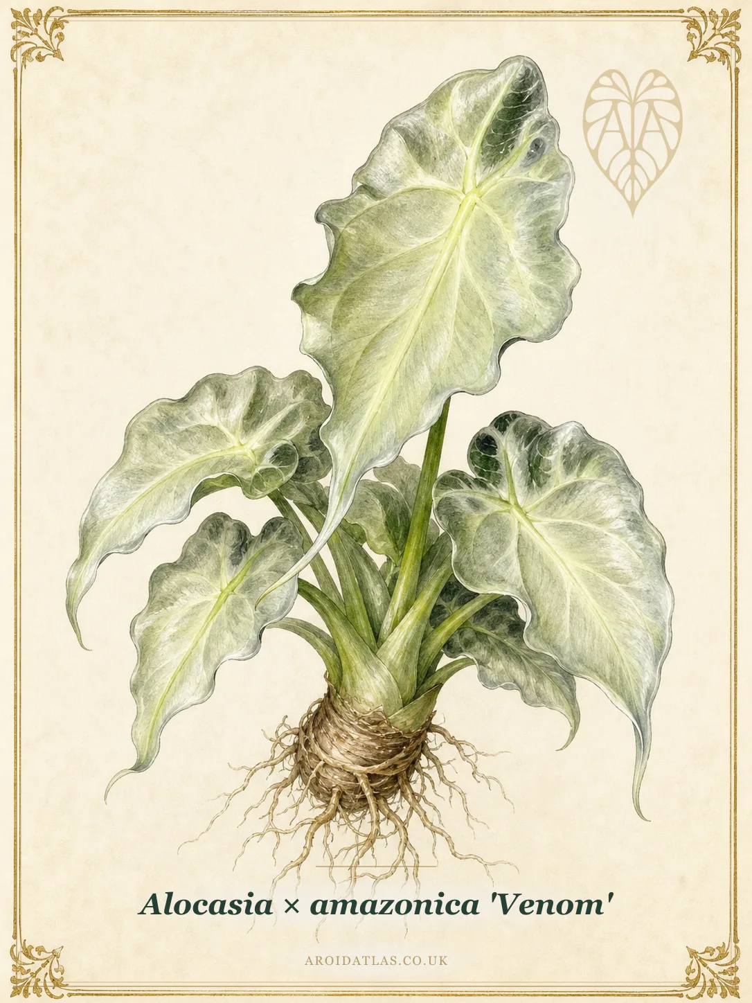 Botanical leaf study of Alocasia × amazonica 'Venom'