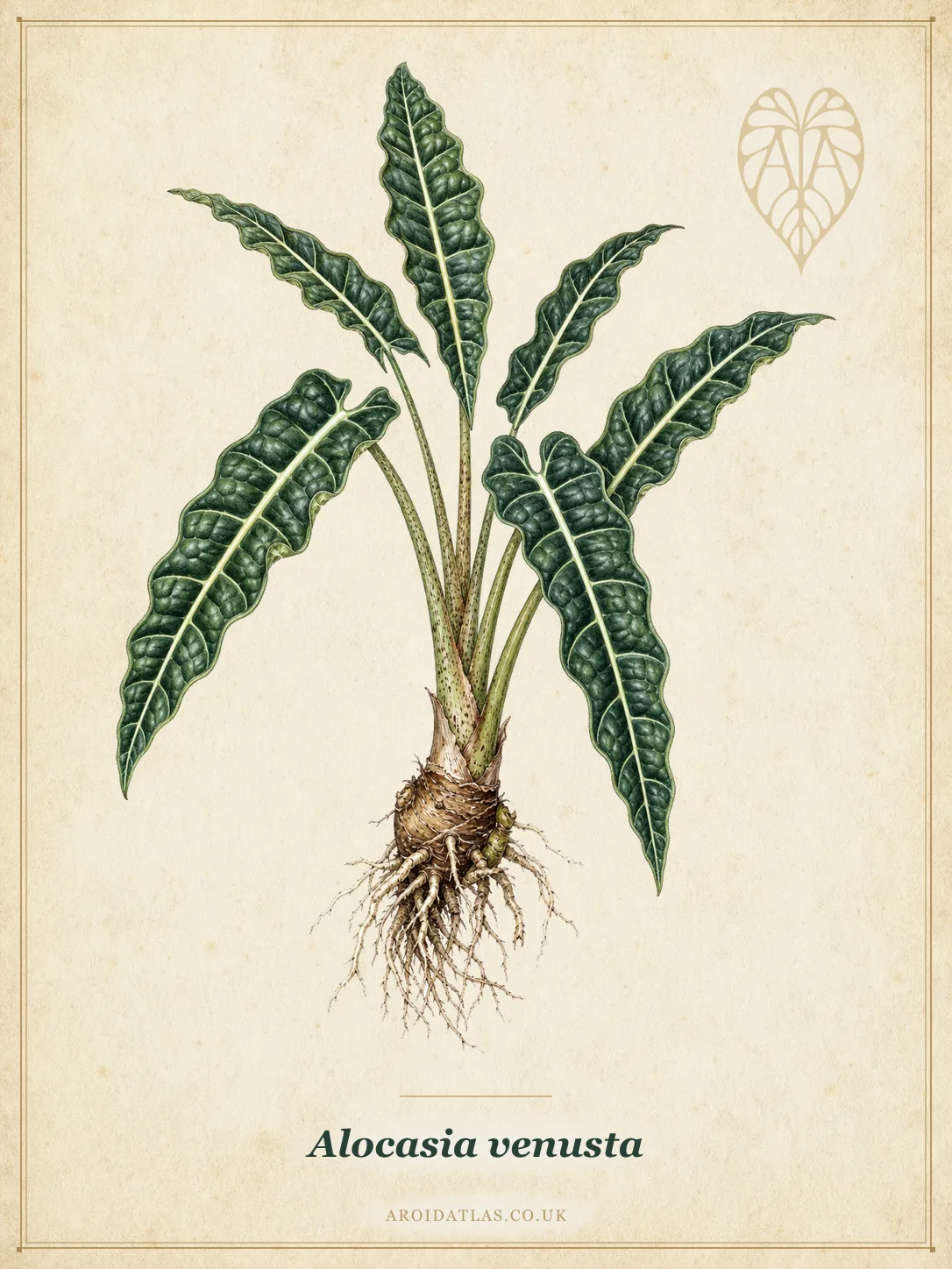Alocasia venusta (Boat-Leaf Alocasia) botanical specimen illustration