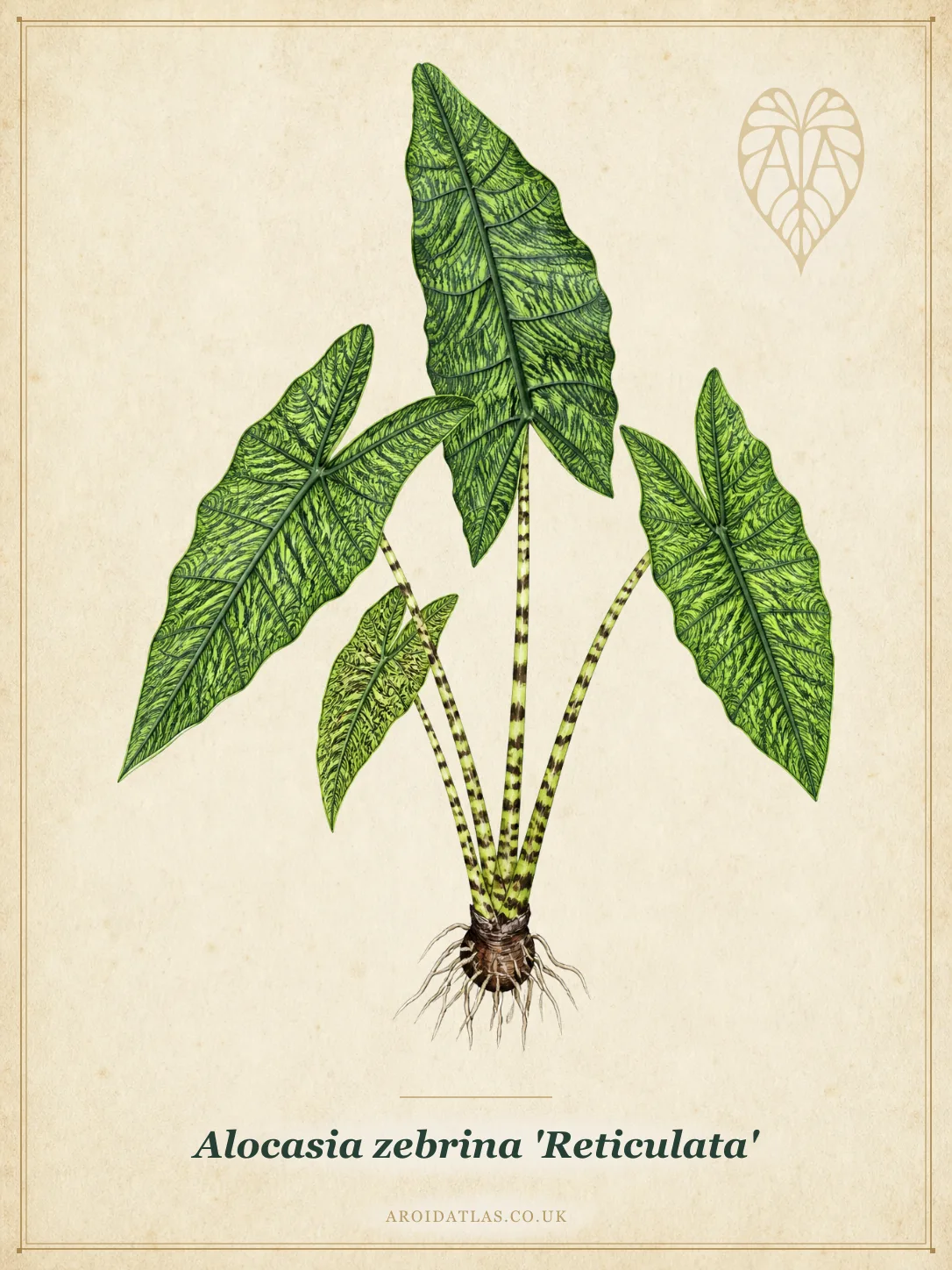 Alocasia zebrina 'Reticulata' (Reticulata Elephant Ear) botanical illustration