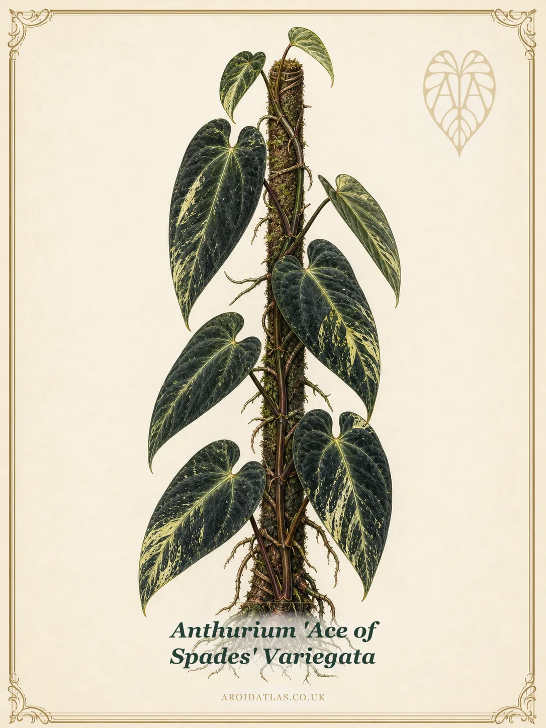 Ace of Spades Variegata Anthurium