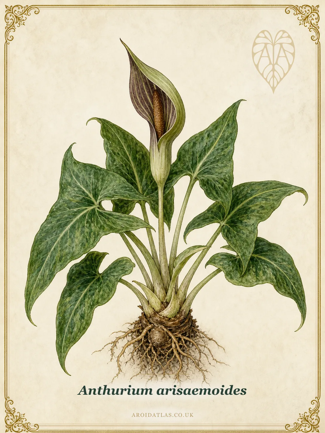 Anthurium arisaemoides (Arisaemoides Anthurium) botanical illustration