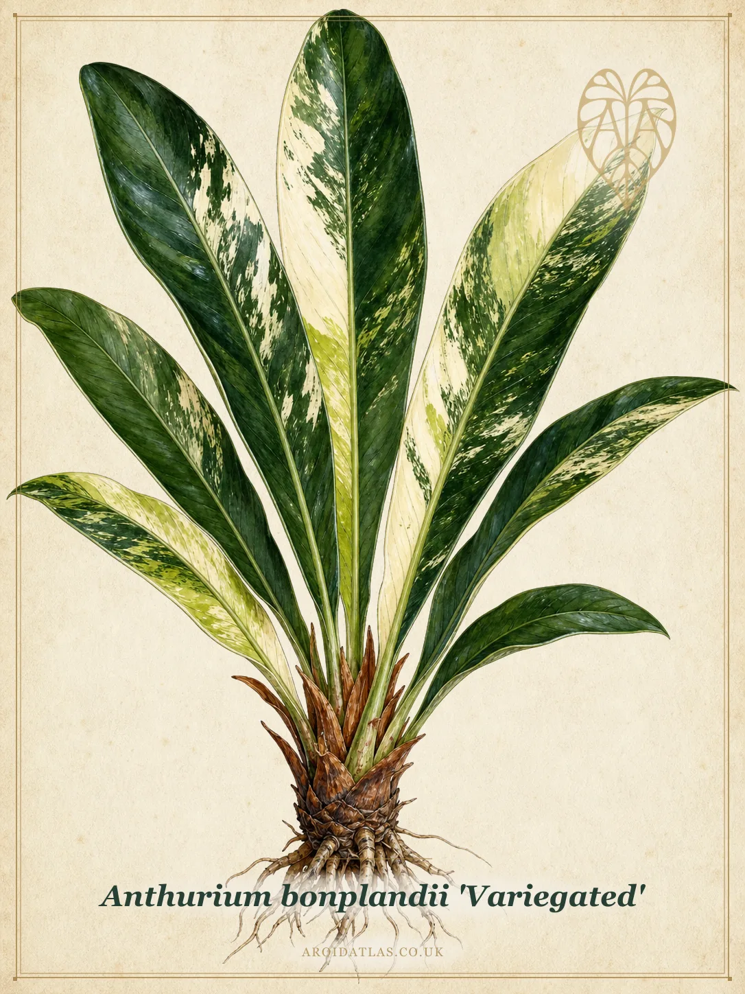 Botanical leaf study of Anthurium bonplandii 'Variegated'