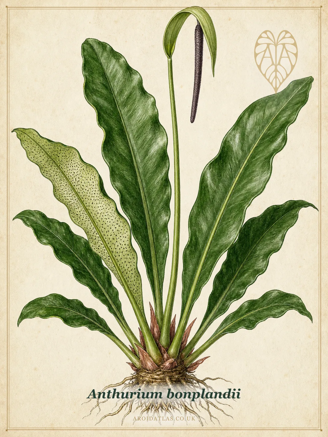 Full botanical plate of Anthurium bonplandii