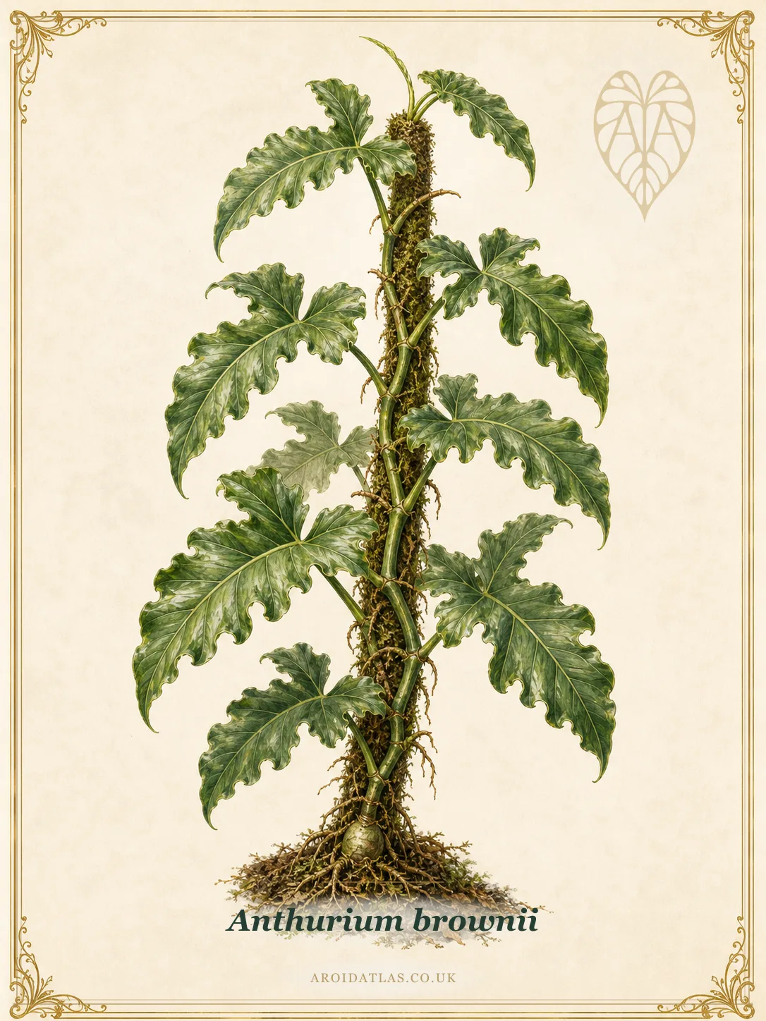 Brownii Elephant Ear