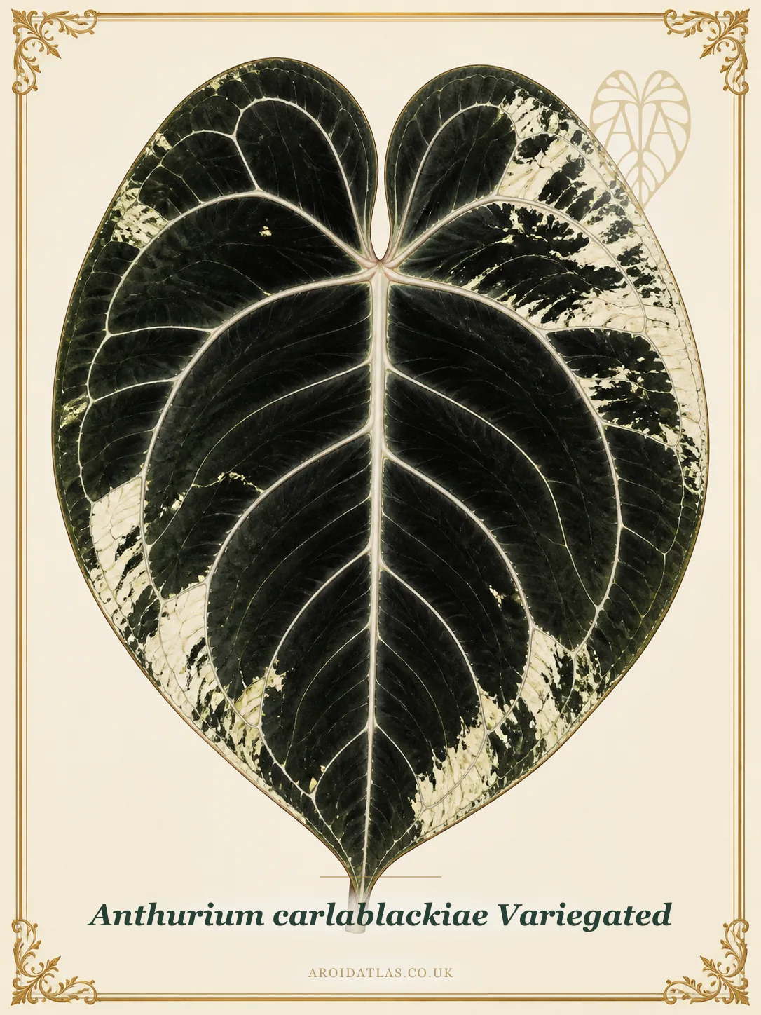 Anthurium carlablackiae Variegated