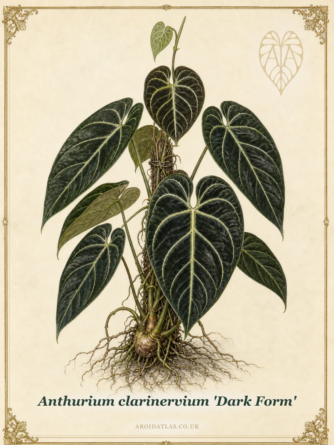 Anthurium clarinervium 'Dark Form' (Dark Form Velvet Cardboard Anthurium) botanical illustration