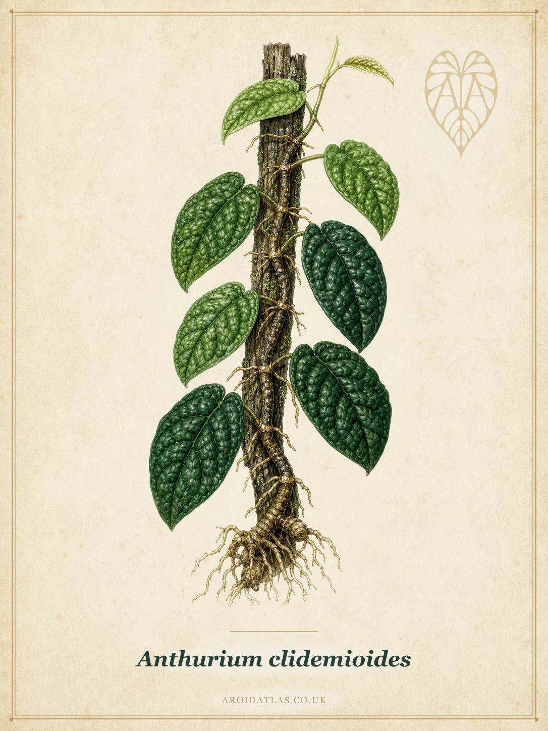 Clidemia-Leaf Anthurium