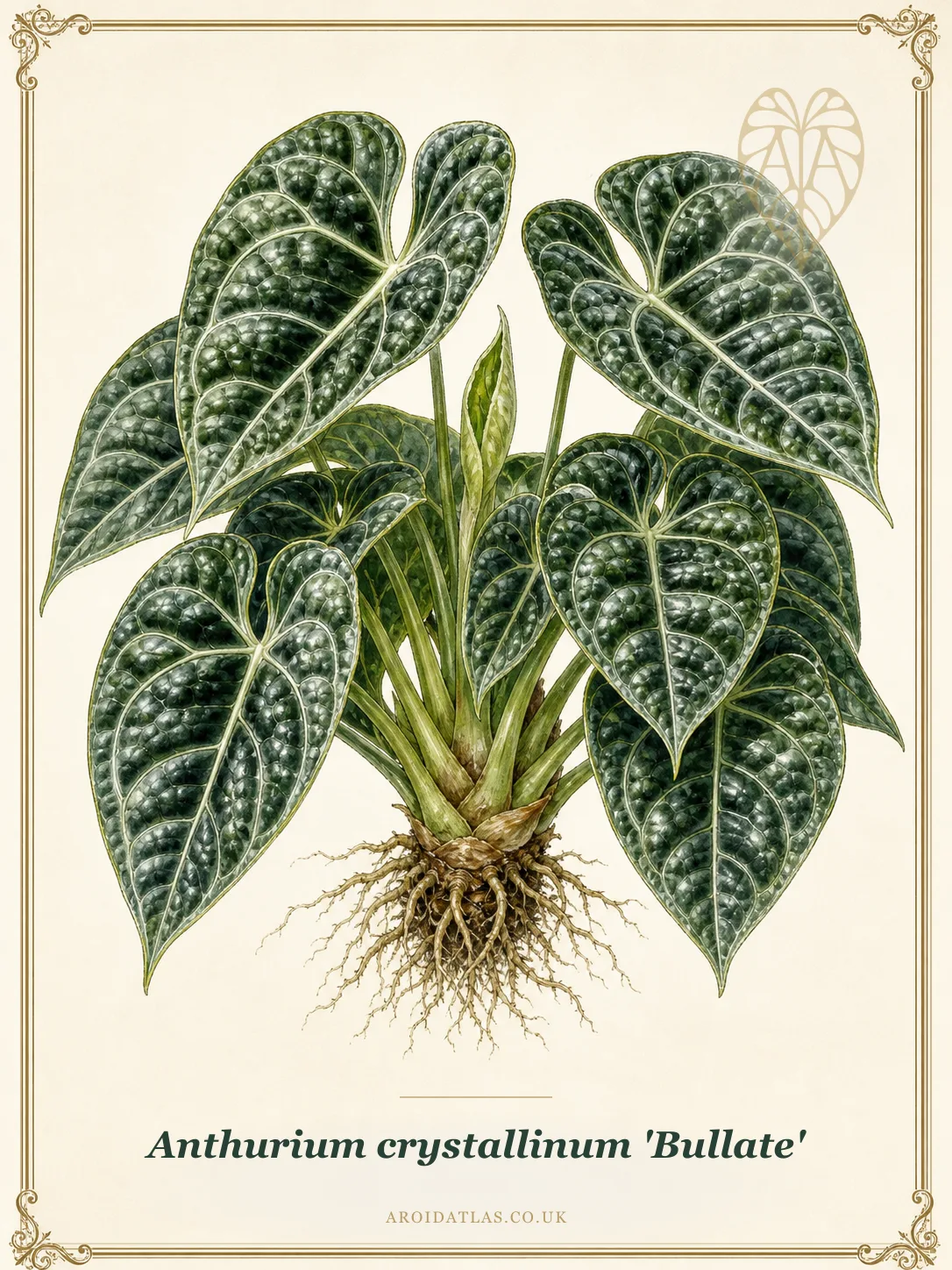 Botanical leaf study of Anthurium crystallinum 'Bullate'