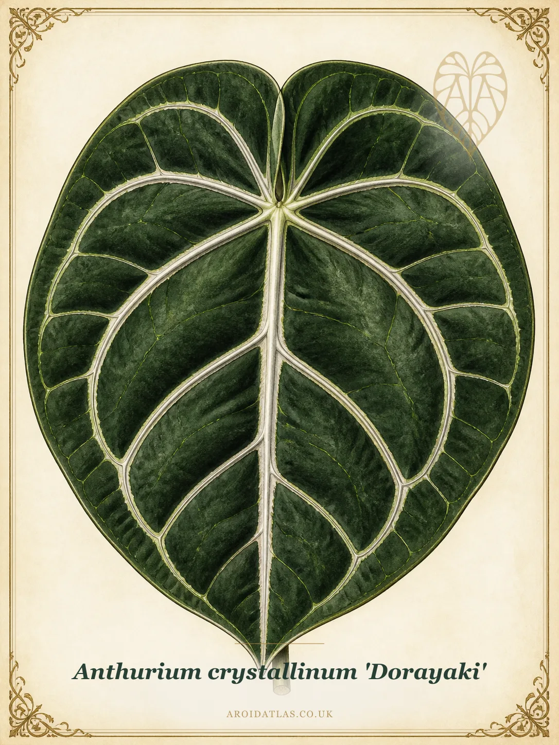 Dorayaki Anthurium