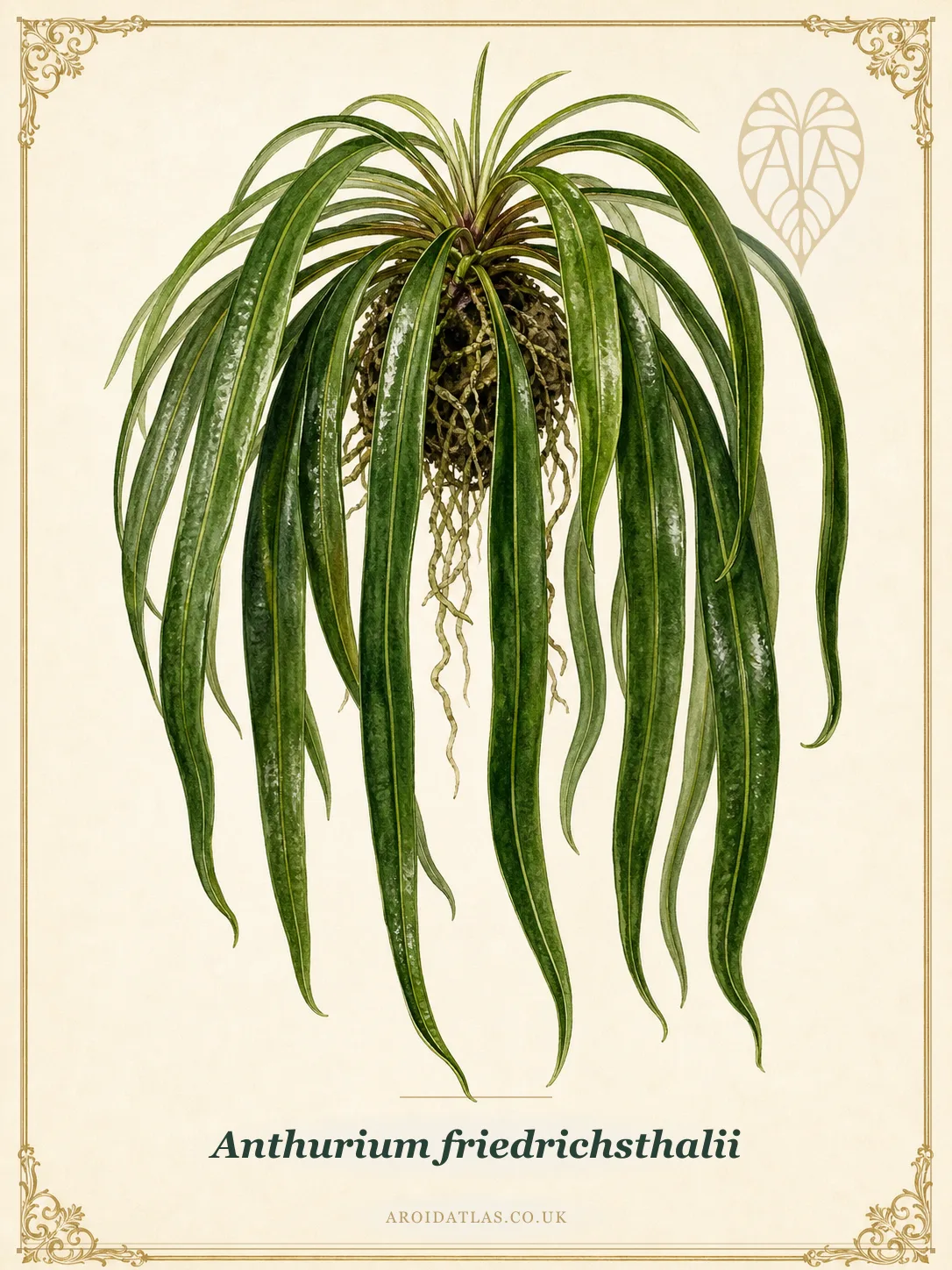 Anthurium friedrichsthalii