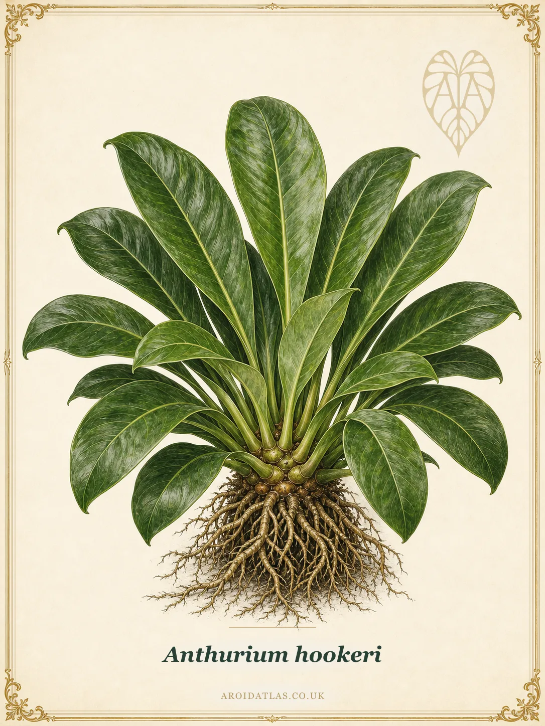 Anthurium hookeri
