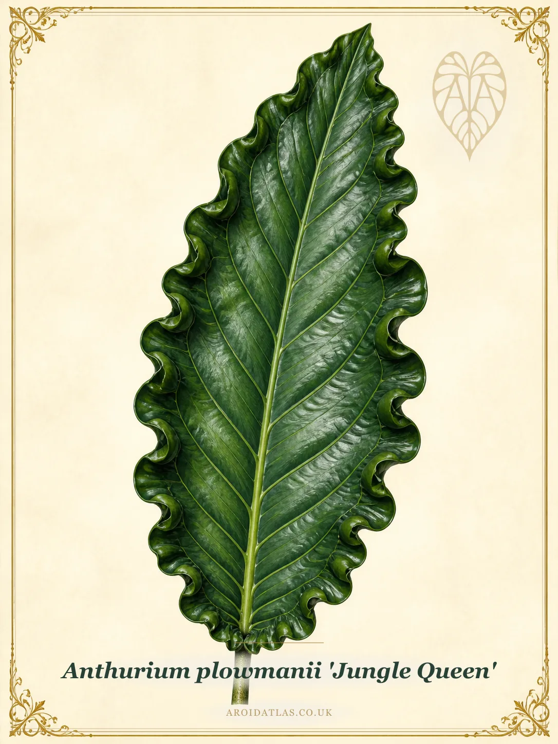 Botanical leaf study of Anthurium plowmanii 'Jungle Queen'