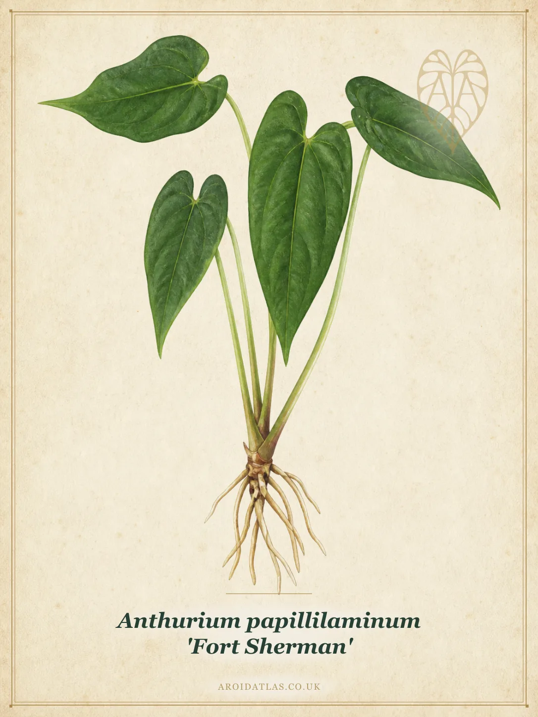 Anthurium papillilaminum 'Fort Sherman' (Fort Sherman Anthurium) botanical illustration