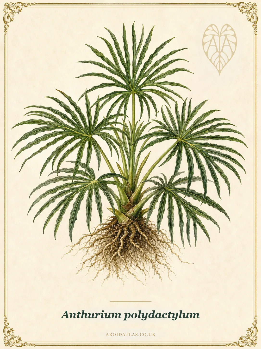 Anthurium polydactylum (Many-Fingered Anthurium) botanical illustration