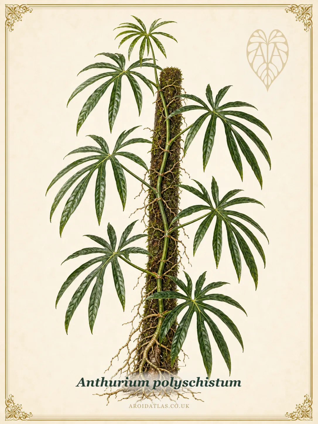 Anthurium Polyschistum