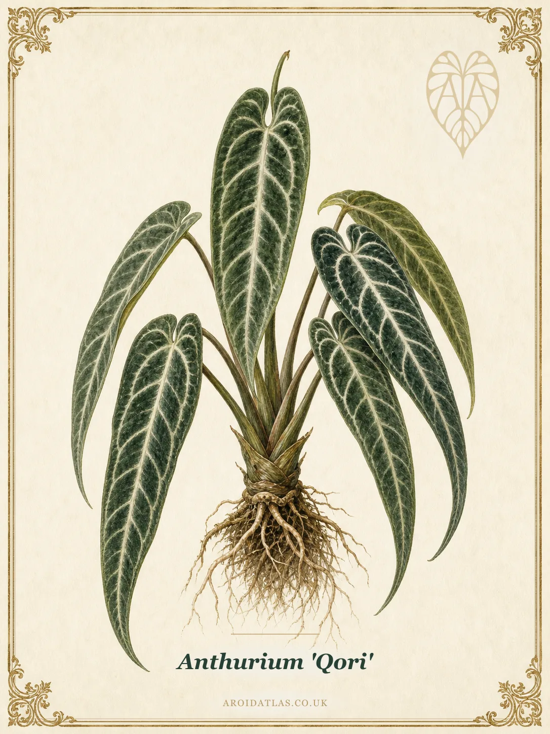Anthurium 'Qori' (Qori Anthurium) botanical specimen illustration