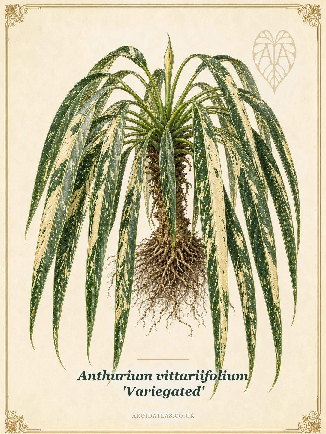 Variegated Vittariifolium Anthurium