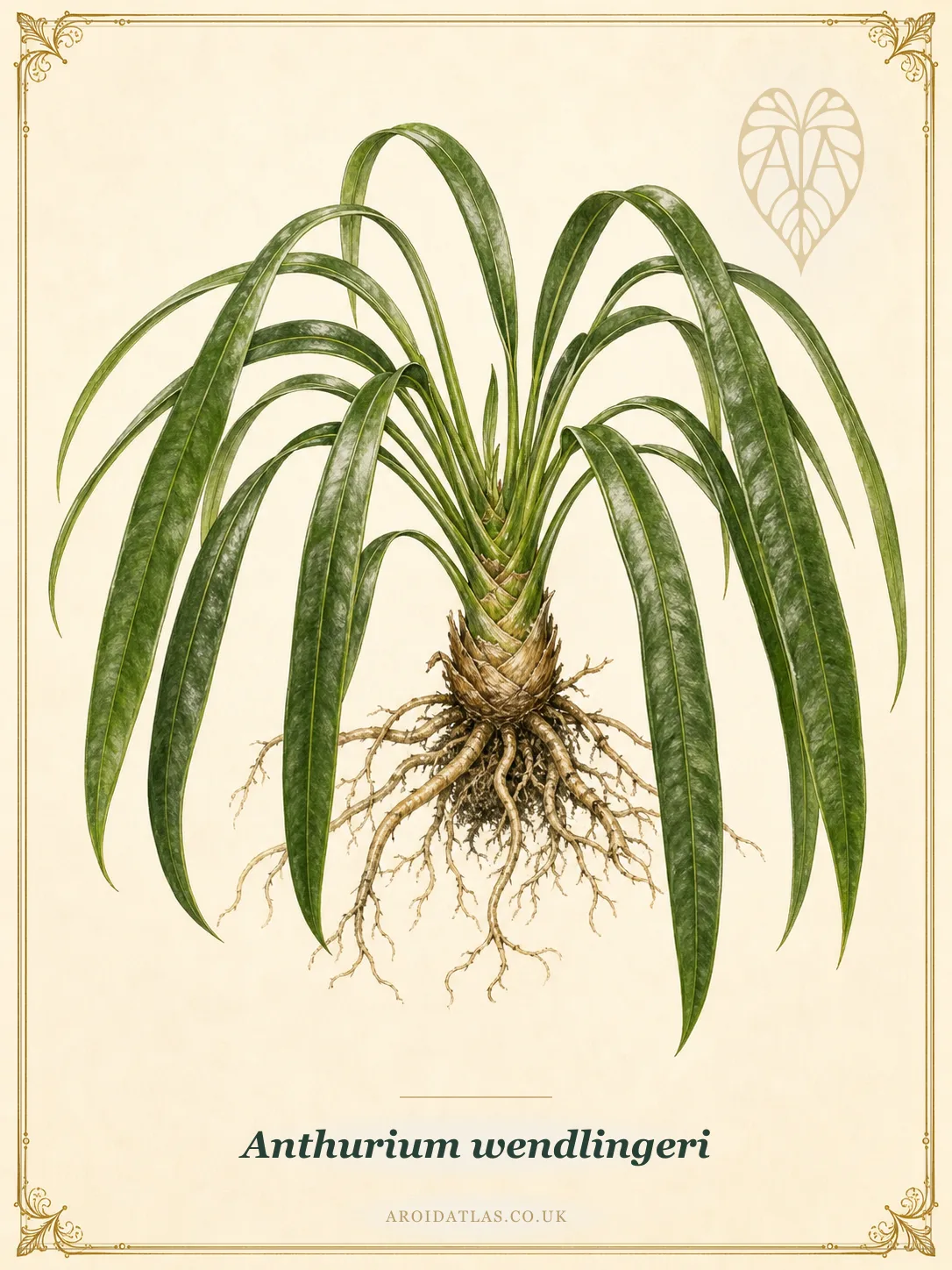 Anthurium wendlingeri