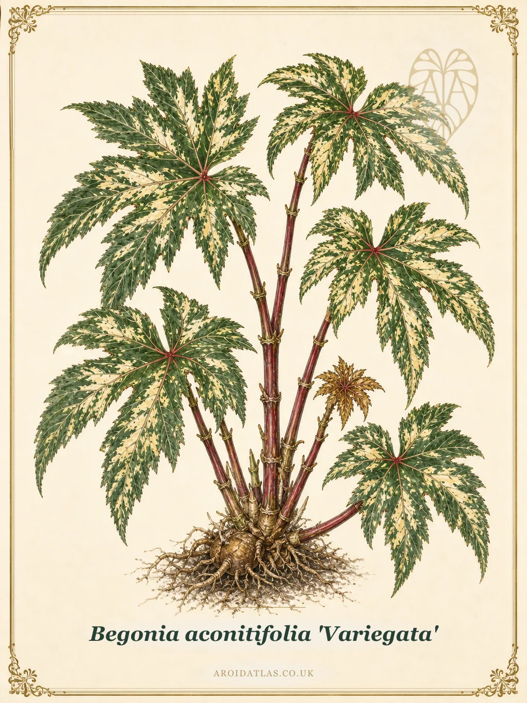 Begonia aconitifolia 'Variegata'