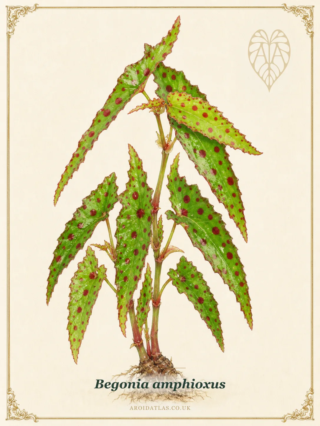 Spotted Cane Begonia