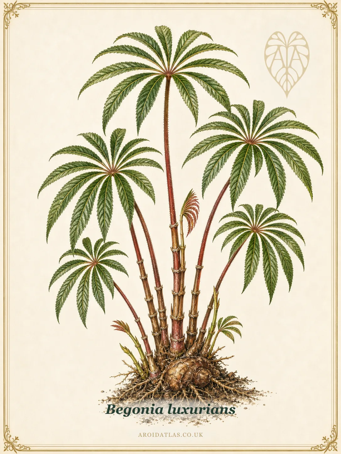 Palm Leaf Begonia