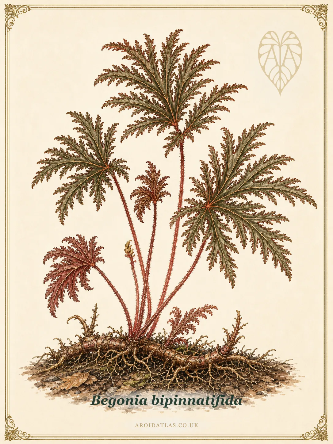 Fern-Leaf Begonia