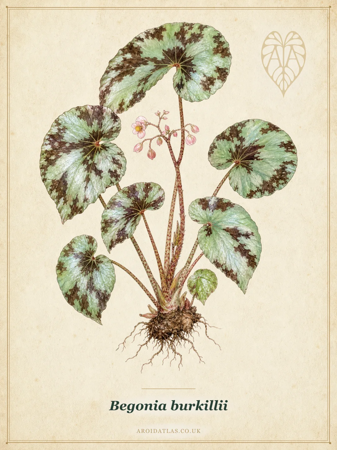 Begonia burkillii (Burkill's Himalayan Begonia) botanical specimen illustration