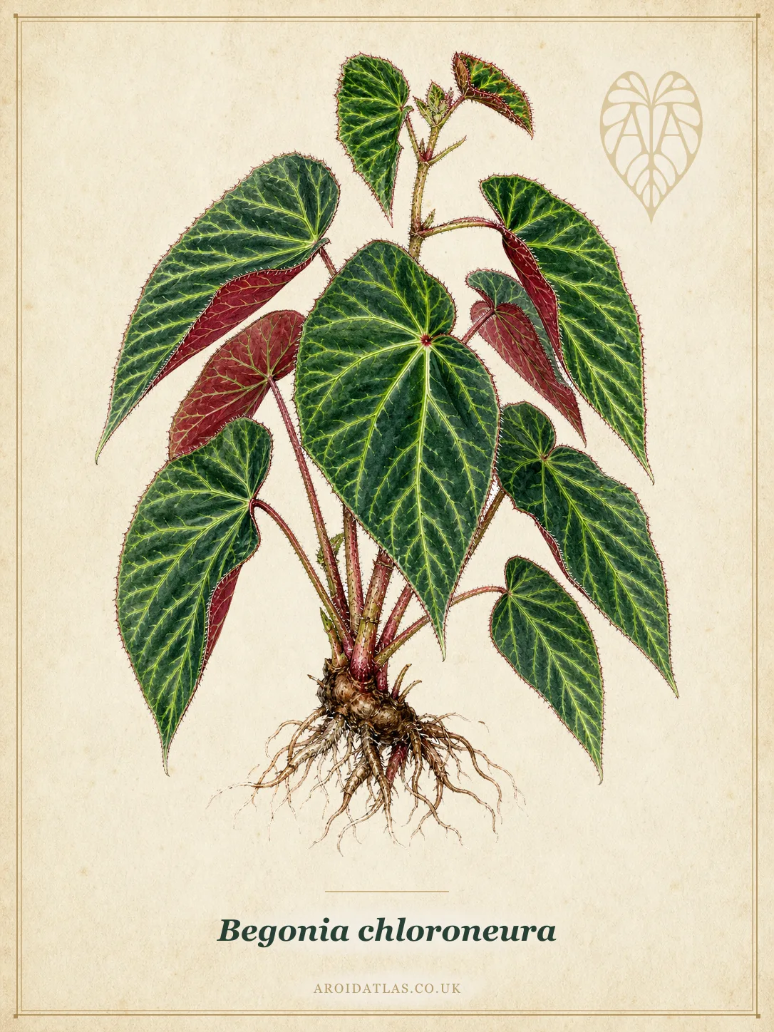 Begonia chloroneura (Green-Vein Philippine Begonia) botanical specimen illustration