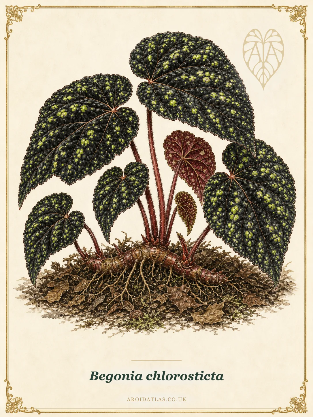 Begonia chlorosticta