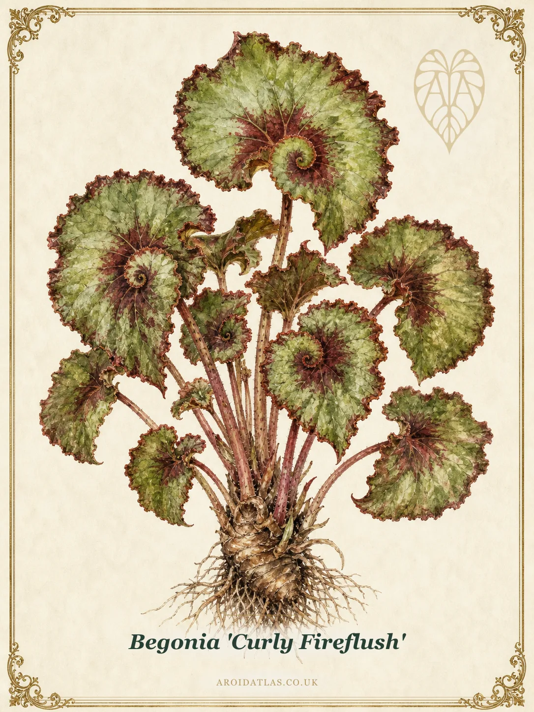 Begonia 'Curly Fireflush' (Curly Fireflush Begonia) botanical illustration