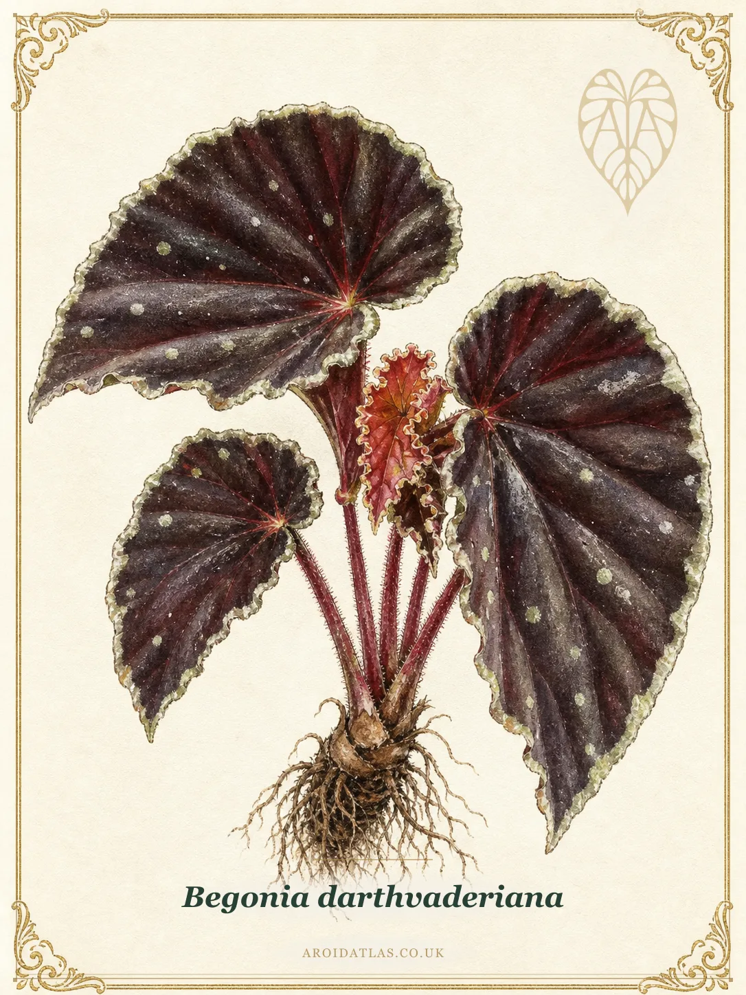 Darth Vader Begonia
