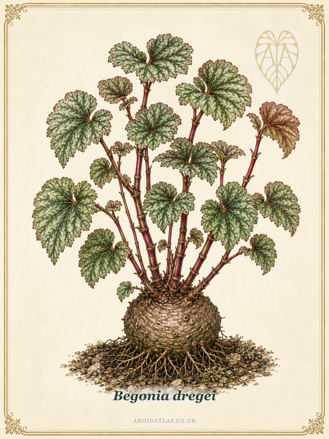 Dwarf Grape Begonia