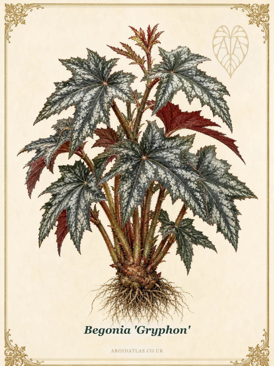 Gryphon Begonia