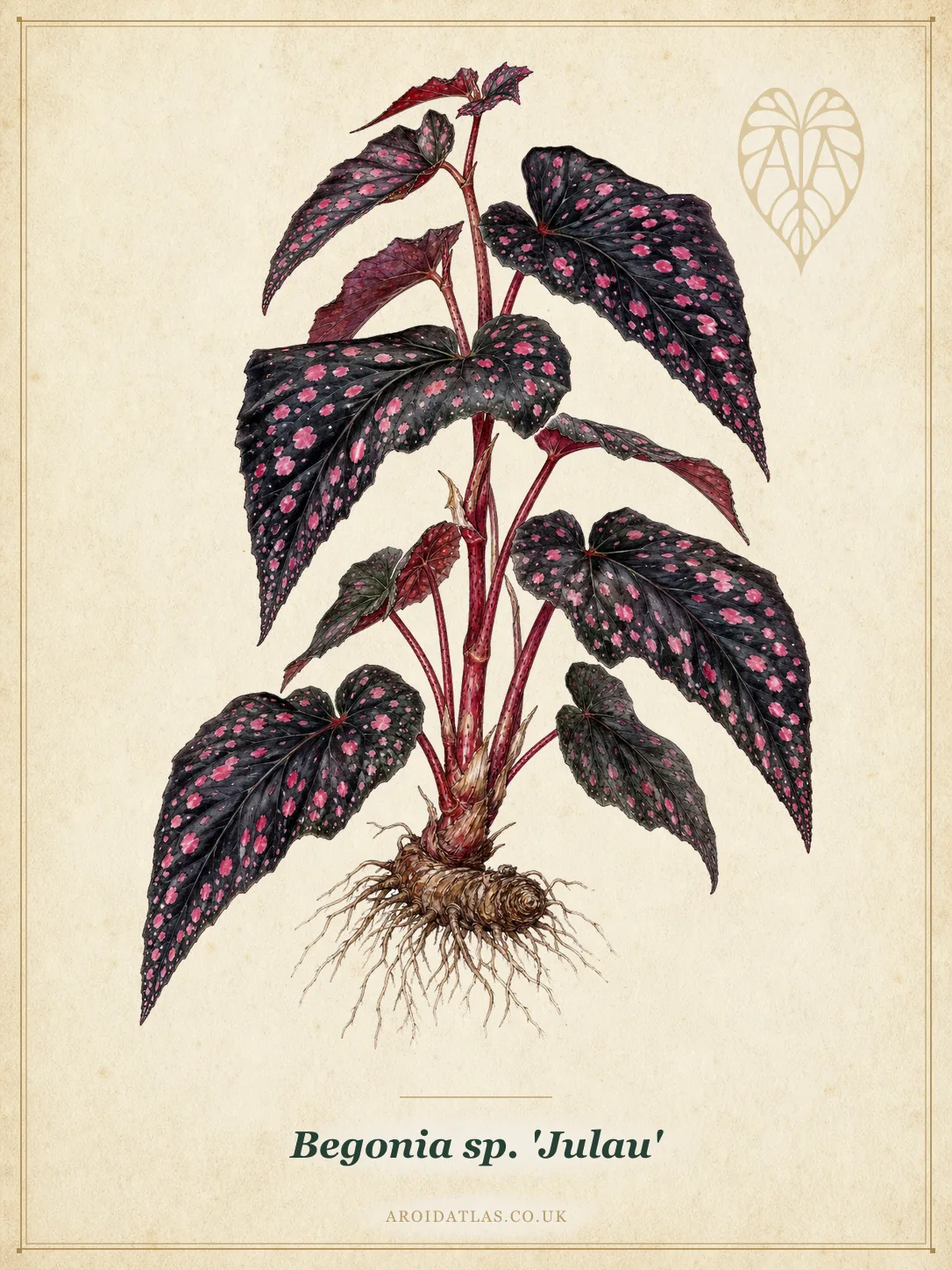 Begonia sp. 'Julau' (Julau Pink Spotted Begonia) botanical specimen illustration