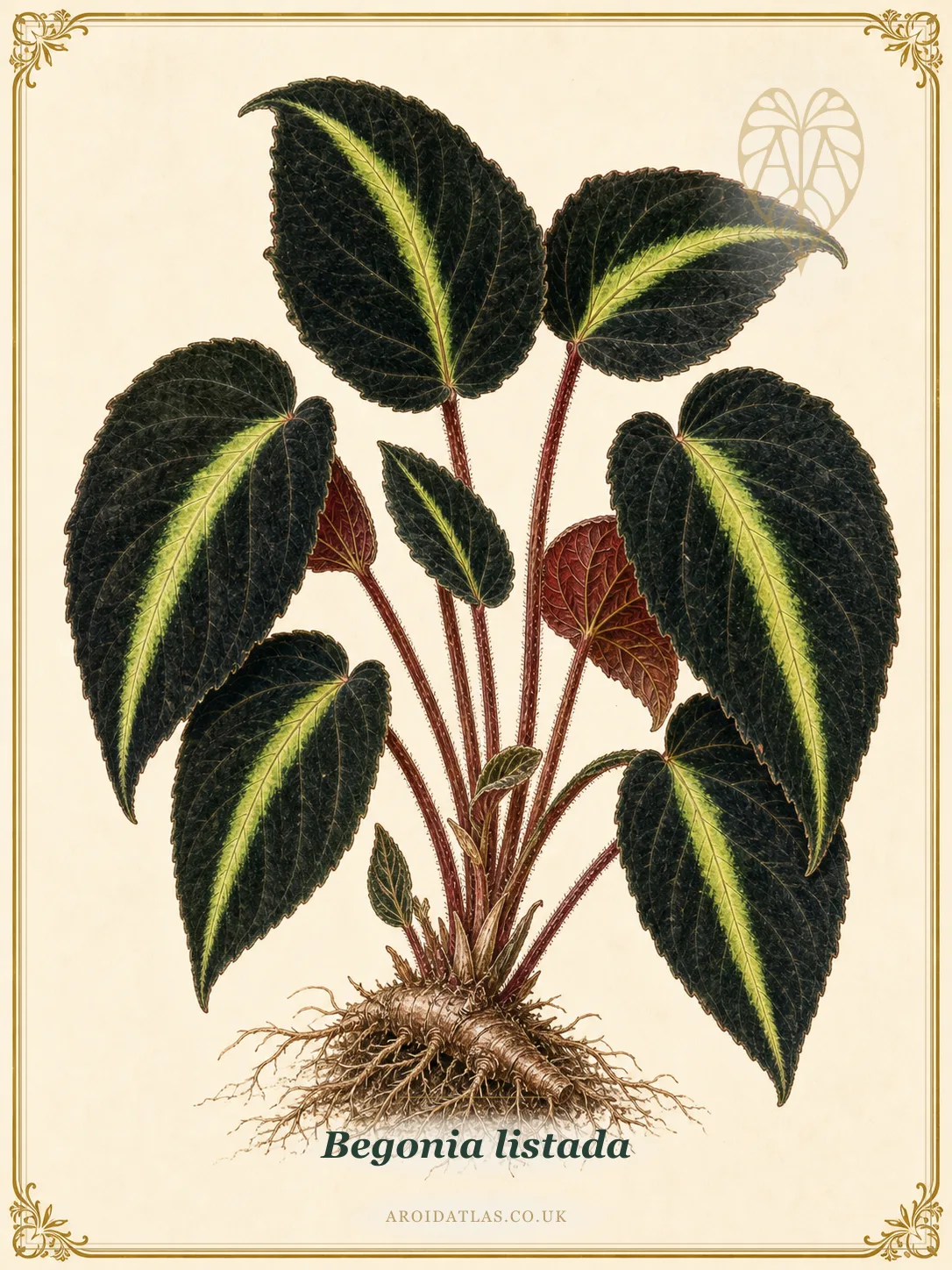Striped Begonia