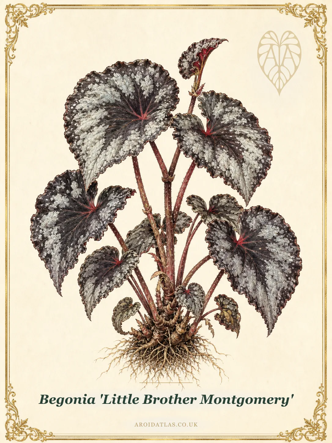 Begonia 'Little Brother Montgomery' (Little Brother Montgomery Begonia) botanical illustration