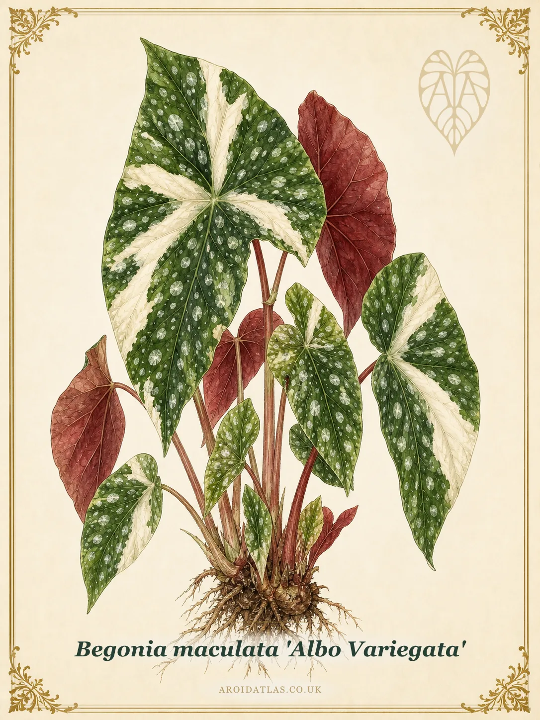 Begonia maculata 'Albo Variegata' (Polka Dot Begonia Variegata) botanical specimen illustration