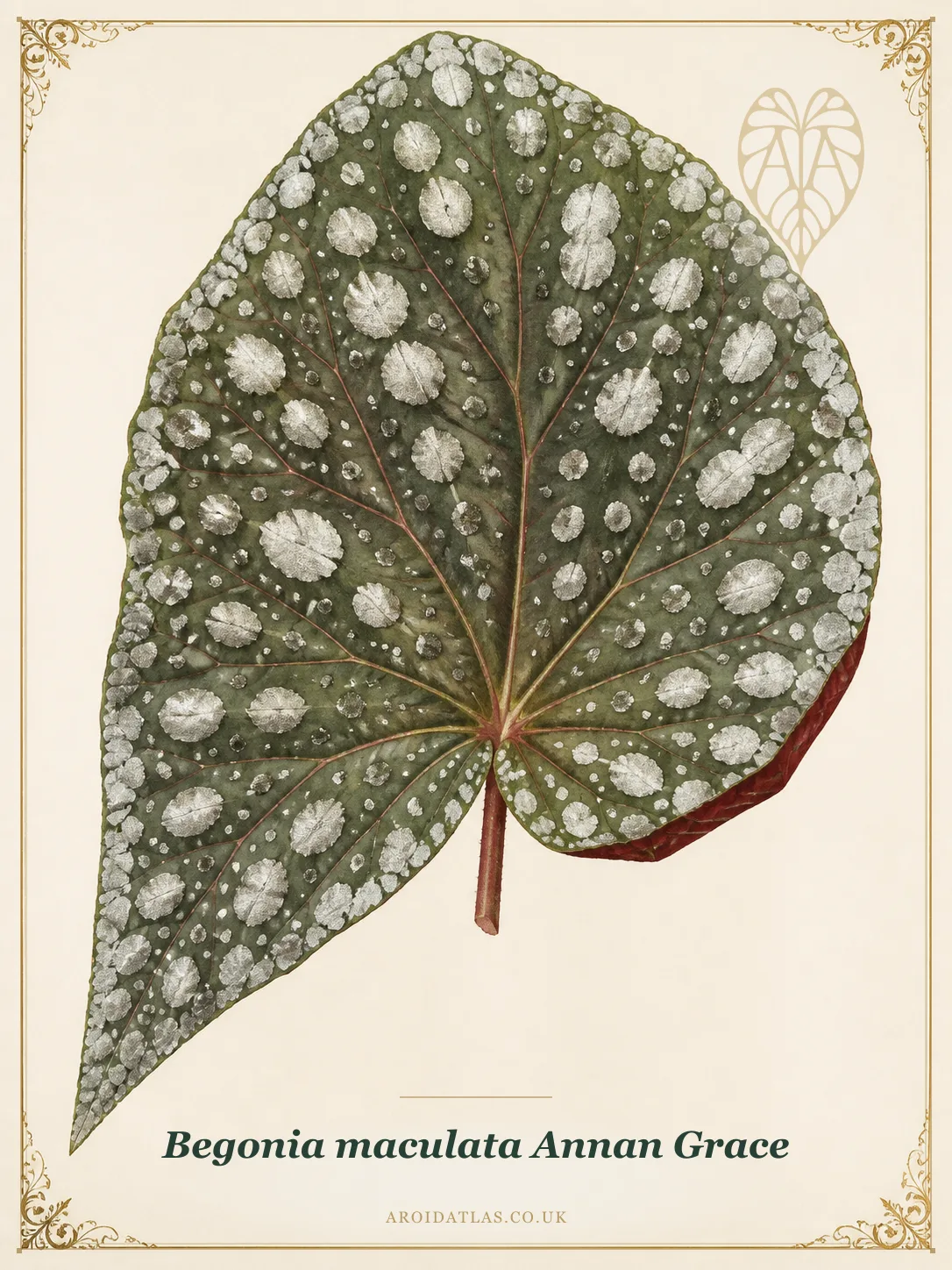 Botanical leaf study of Begonia maculata 'Annan Grace'