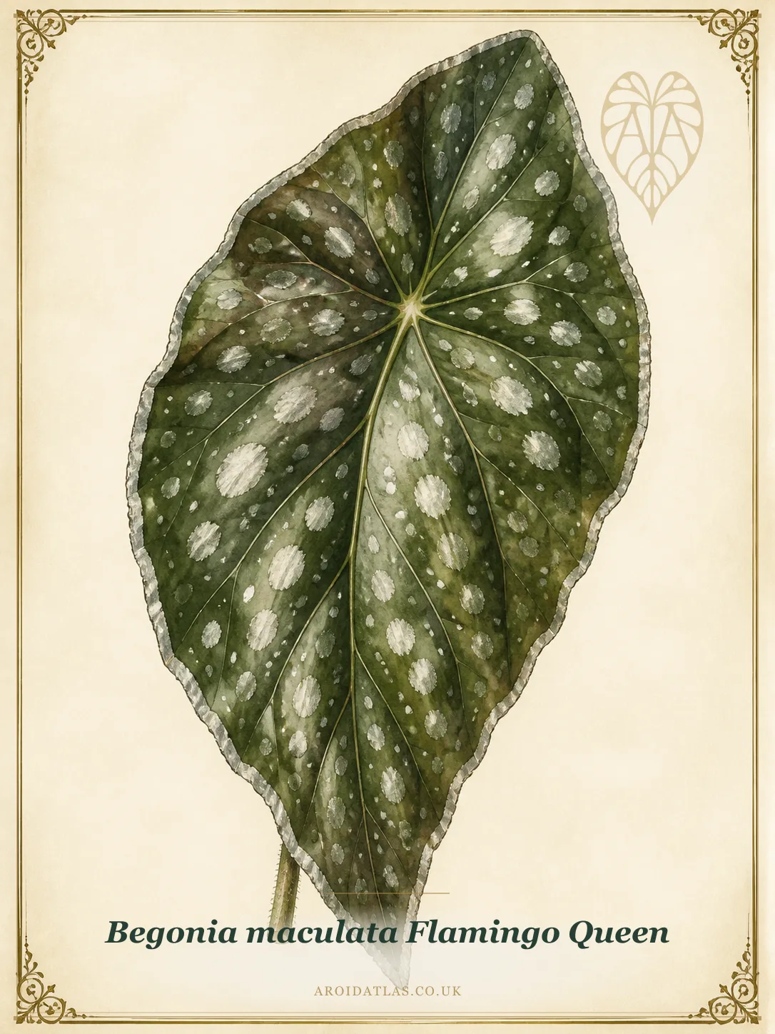 Botanical leaf study of Begonia maculata 'Flamingo Queen'