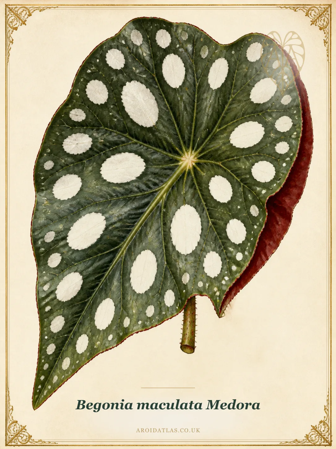 Botanical leaf study of Begonia maculata 'Medora'