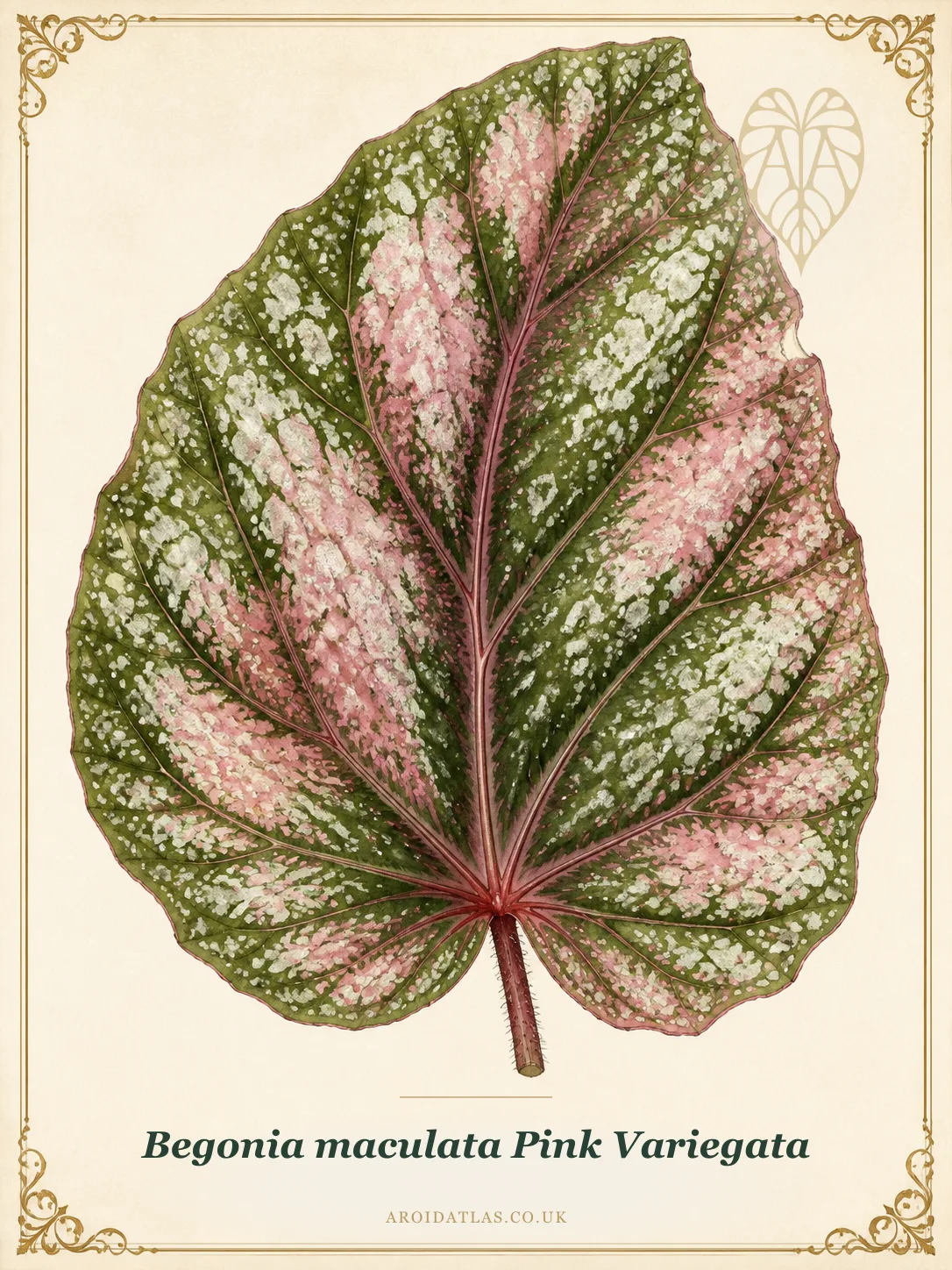 Botanical leaf study of Begonia maculata 'Pink Variegated'