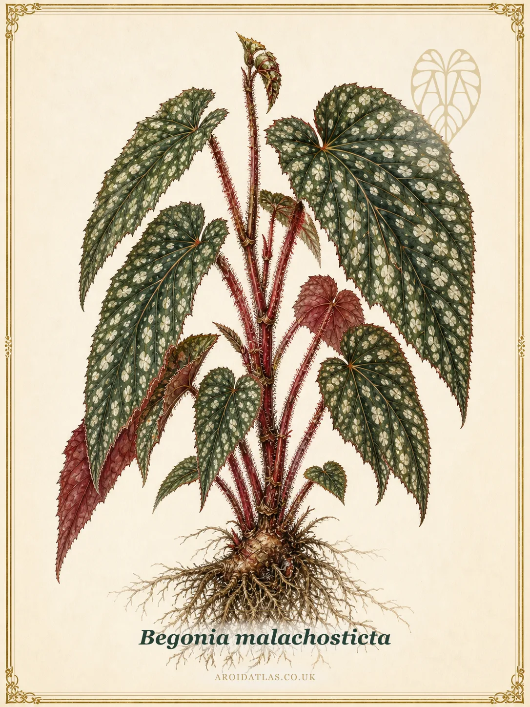 Spotted Cane Begonia