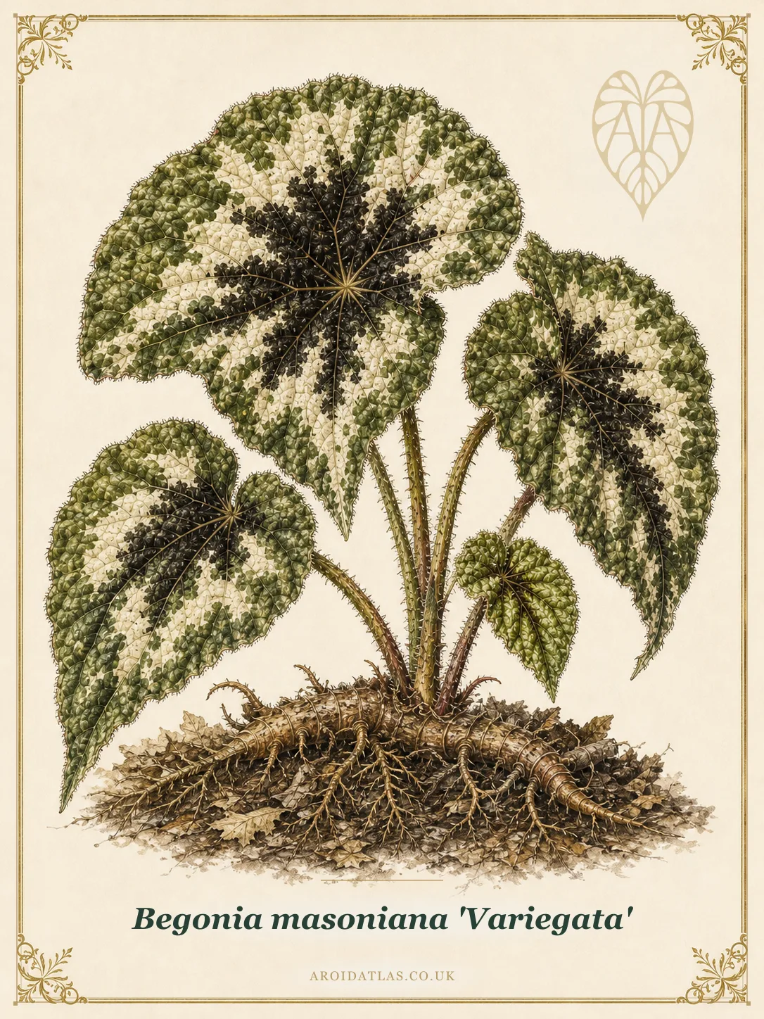 Begonia masoniana 'Variegata' (Iron Cross Begonia Variegata) botanical specimen illustration
