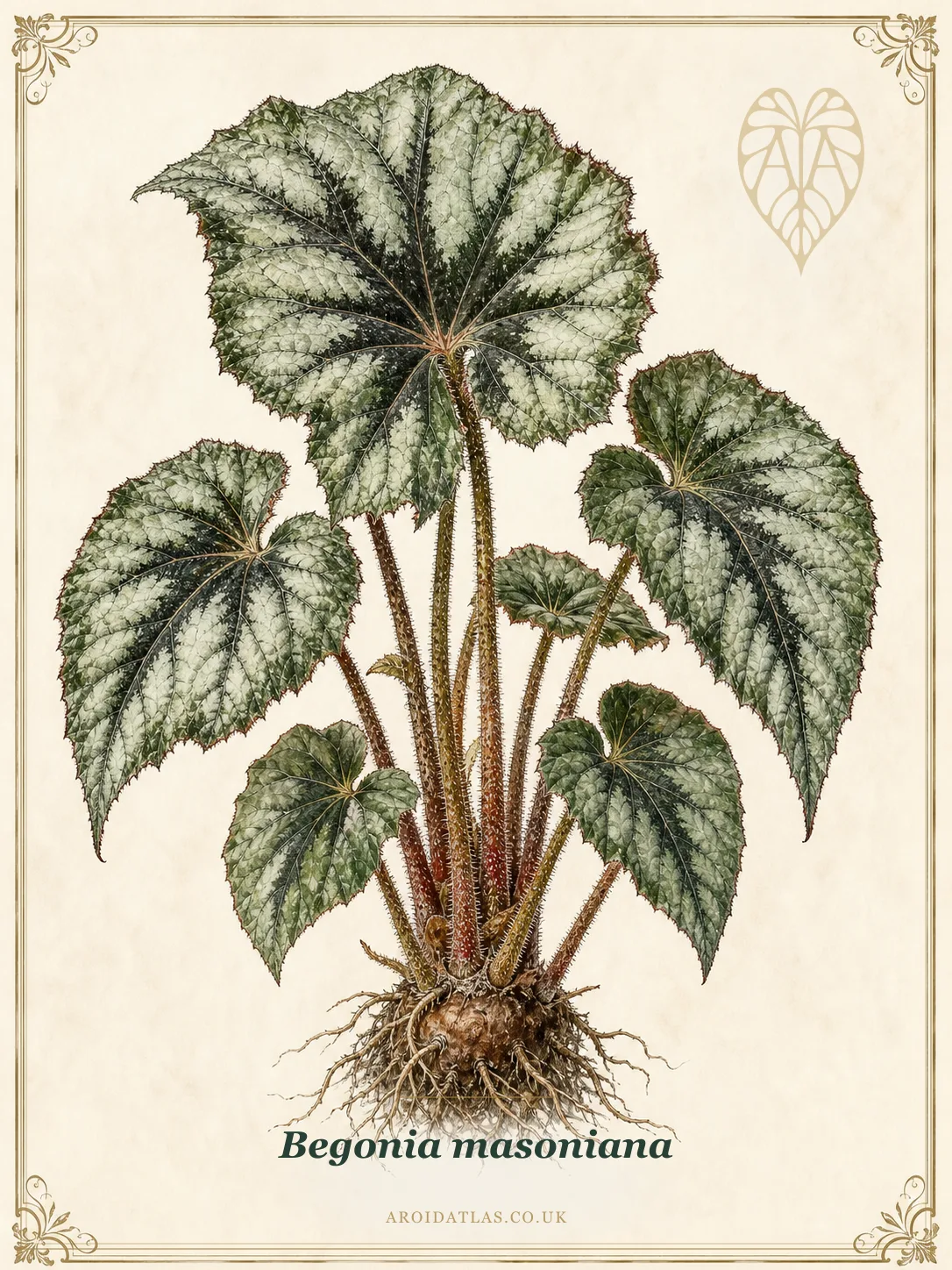 Iron Cross Begonia