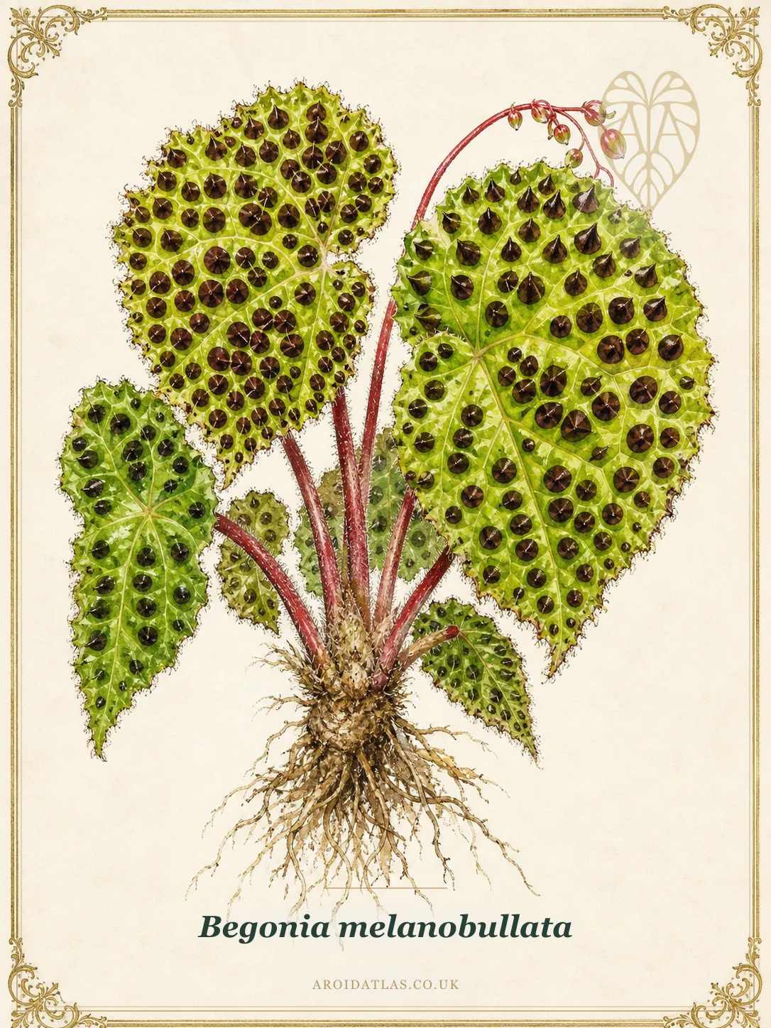 Begonia melanobullata